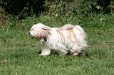 TERRIER DU TIBET 237